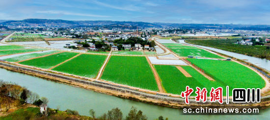 新桥镇油菜科研育种基地。 游仙区新桥镇供图 新桥镇油菜科研育种基地。 游仙区新桥镇供图