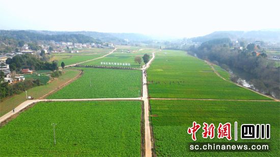 游仙区现代粮油示范基地。 何建平 摄 游仙区现代粮油示范基地。 何建平 摄
