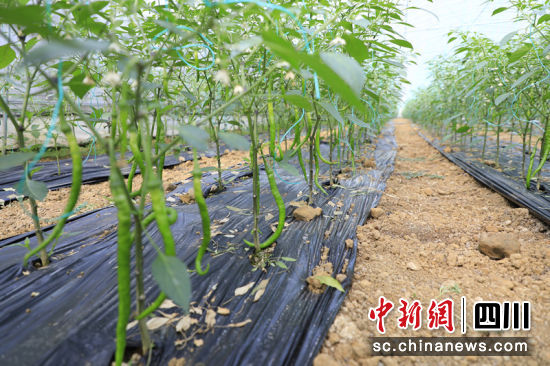珙县优质辣椒。张林 摄 珙县优质辣椒。张林 摄