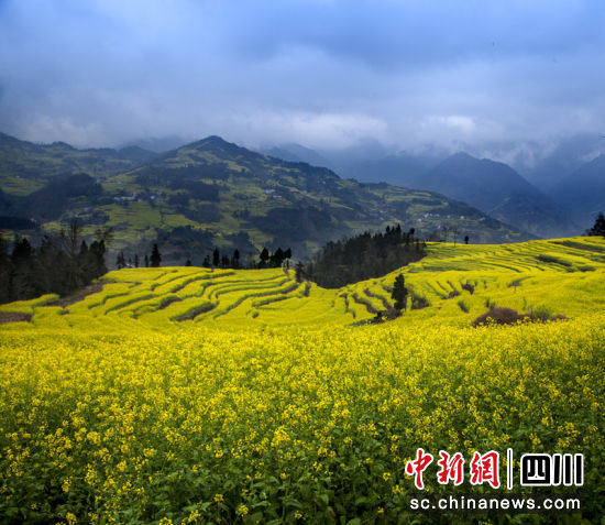 素有川南最早春天的中都镇油菜花海。 刘波 摄 素有川南最早春天的中都镇油菜花海。 刘波 摄