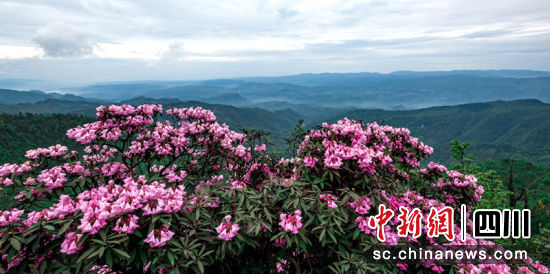 国家级自然保护区屏山老君山杜娟花开。 吕彦智 摄 国家级自然保护区屏山老君山杜娟花开。 吕彦智 摄