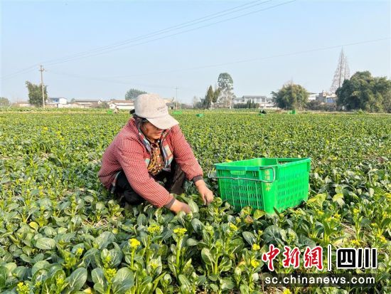 工人采摘蔬菜。 旌阳区融媒体中心供图 工人采摘蔬菜。 旌阳区融媒体中心供图