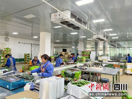 对蔬菜进行分拣、包装。 旌阳区融媒体中心供图 对蔬菜进行分拣、包装。 旌阳区融媒体中心供图