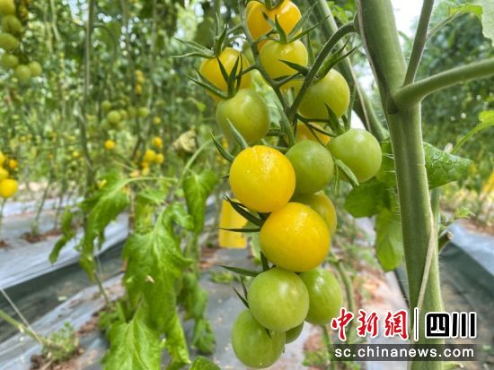 高坡村小番茄。简阳市委宣传部 供图 高坡村小番茄。简阳市委宣传部 供图