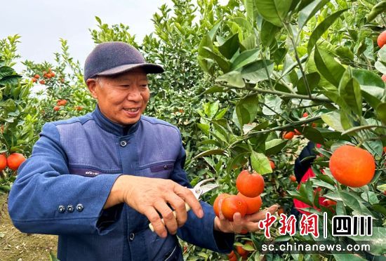 张美德正在果园里采摘血橙。潘建勇 摄 张美德正在果园里采摘血橙。潘建勇 摄