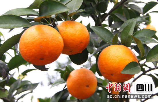 枝头垂挂的沃柑。陈雨 摄 枝头垂挂的沃柑。陈雨 摄