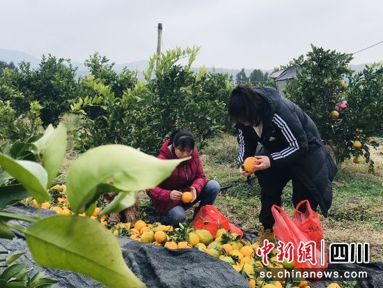采摘耙耙柑。 梓潼县融媒体中心供图 采摘耙耙柑。 梓潼县融媒体中心供图