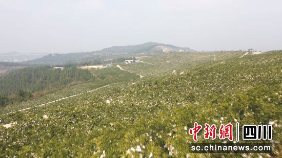 成片的柑橘。 梓潼县融媒体中心供图 成片的柑橘。 梓潼县融媒体中心供图