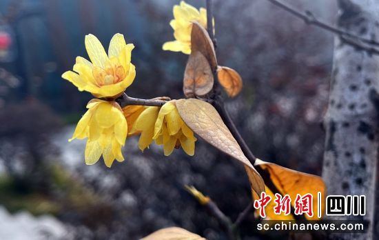 蜡梅花开。 蜡梅花开。