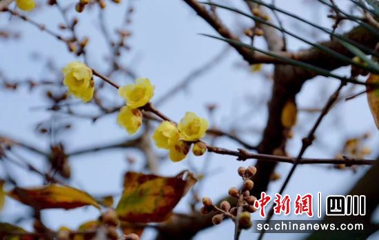 蜡梅花开。 蜡梅花开。