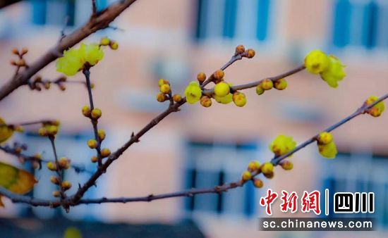蜡梅花开。 蜡梅花开。