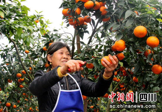 果农正在采摘。罗景萍 摄 果农正在采摘。罗景萍 摄