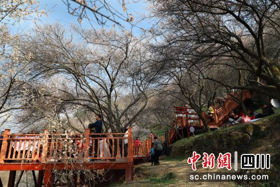 游客在平通印象梅林赏花。 平武县委宣传部供图 游客在平通印象梅林赏花。 平武县委宣传部供图