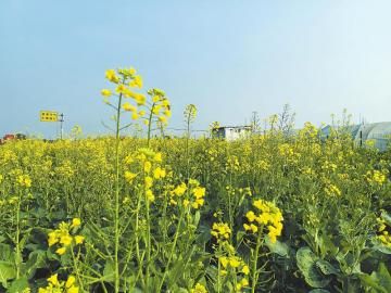 1月16日,在成都市新都区军屯镇北星大道旁拍摄的提前开花的油菜。 1月16日,在成都市新都区军屯镇北星大道旁拍摄的提前开花的油菜。