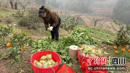 陈代均的妻子正在对大头菜进行切叶。刘倩 摄 陈代均的妻子正在对大头菜进行切叶。刘倩 摄