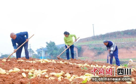 村民收挖土豆。 村民收挖土豆。