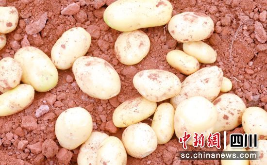 五宝土豆获丰收。 五宝土豆获丰收。
