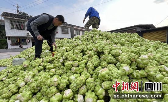 榨菜丰收。沿滩融媒 供图 榨菜丰收。沿滩融媒 供图