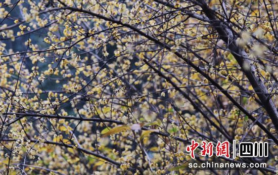 腊梅花开。 腊梅花开。