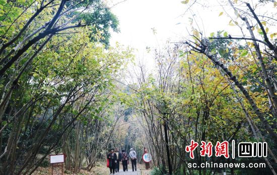 市民在腊梅树下散步。 市民在腊梅树下散步。