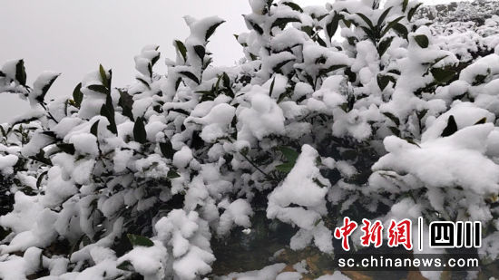 冰雪覆盖的茶树。罗景萍 摄 冰雪覆盖的茶树。罗景萍 摄