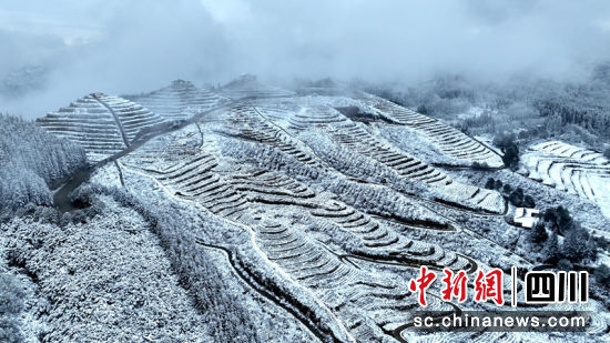 茶园梯田雪景如画。 罗景萍 摄 茶园梯田雪景如画。 罗景萍 摄