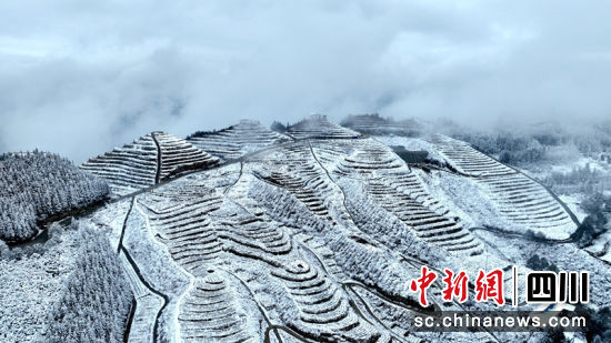 雪中茶山宛如仙境 罗景萍 摄 雪中茶山宛如仙境 罗景萍 摄