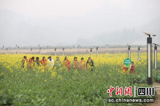 市民在油菜花海内拍照。杨晓川 摄 市民在油菜花海内拍照。杨晓川 摄