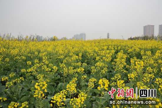 油菜花开宛如黄色海洋。蒋雪梅 摄 油菜花开宛如黄色海洋。蒋雪梅 摄