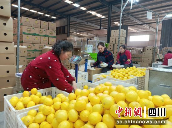 柠檬企业工人分拣鲜果。潘政吉 摄 柠檬企业工人分拣鲜果。潘政吉 摄