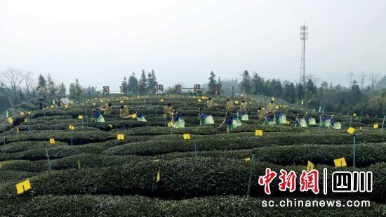原创实景歌舞《喊山早茶歌》。陈小芳 摄 原创实景歌舞《喊山早茶歌》。陈小芳 摄