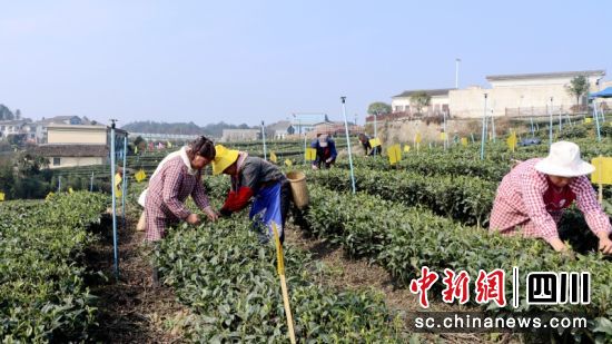 正在采茶。陈小芳 正在采茶。陈小芳