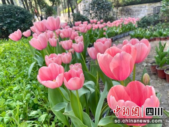 翠屏山景区郁金香花海。朱思雨 摄 翠屏山景区郁金香花海。朱思雨 摄