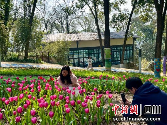 市民在郁金香花海中拍照。 朱思雨 摄 市民在郁金香花海中拍照。 朱思雨 摄