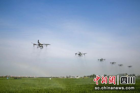 无人机进行植保作业。 广汉市委宣传部供图 无人机进行植保作业。 广汉市委宣传部供图