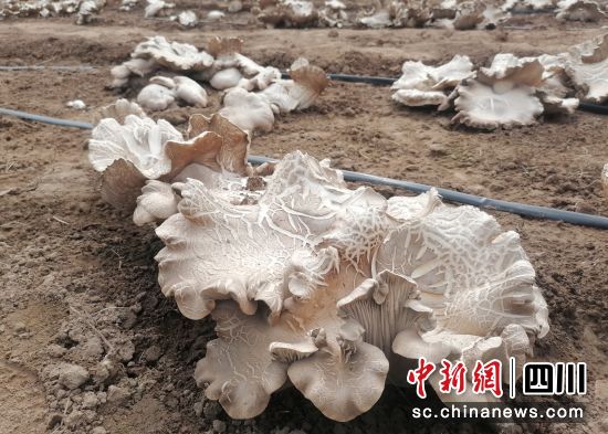 褐灵菇。 三台县委宣传部供图 褐灵菇。 三台县委宣传部供图
