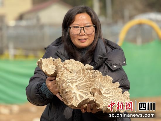 农场主李晓晴手捧像草帽大的蘑菇。 三台县委宣传部供图 农场主李晓晴手捧像草帽大的蘑菇。 三台县委宣传部供图