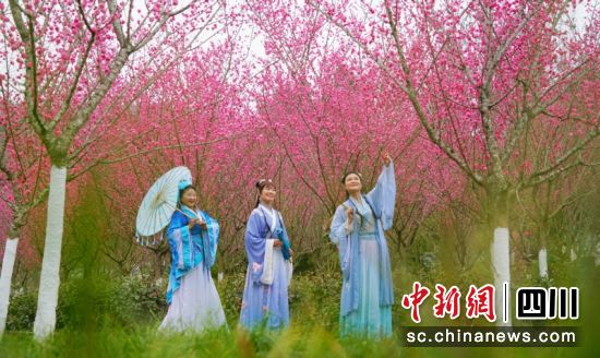游客现场赏梅。西充县委宣传部供图 游客现场赏梅。西充县委宣传部供图