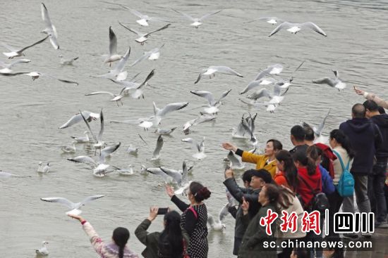 宜宾良好的生态环境,每年都吸引红嘴鸥前来过冬。 曾朗 摄 宜宾良好的生态环境,每年都吸引红嘴鸥前来过冬。 曾朗 摄