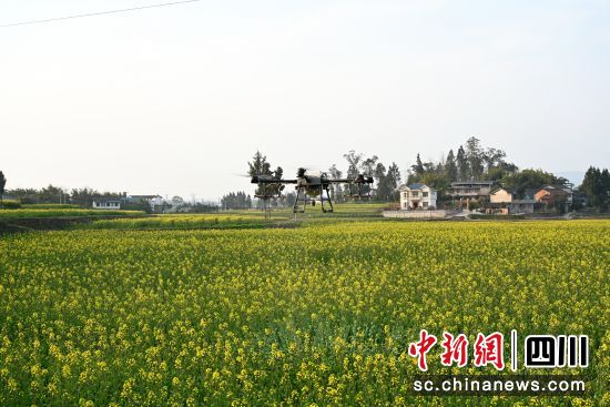 无人机正在喷洒预防药。邹刚 摄 无人机正在喷洒预防药。邹刚 摄