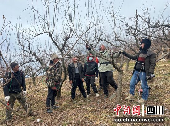 农技人员手把手指导村民修剪果树。汶川县宣传部供图 农技人员手把手指导村民修剪果树。汶川县宣传部供图