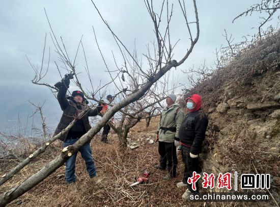 农技人员手把手指导村民修剪果树。汶川县宣传部供图 农技人员手把手指导村民修剪果树。汶川县宣传部供图