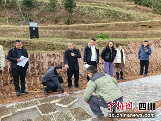 参训人员正在学习漂浮育苗技术全流程。龙怡 摄 参训人员正在学习漂浮育苗技术全流程。龙怡 摄
