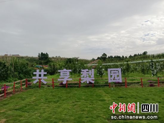 共享梨园。侯佩茹 摄 共享梨园。侯佩茹 摄