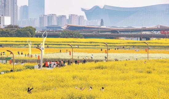 ▲一片片盛开的油菜花吸引市民游客拍照留影 摄影 李冬 ▲一片片盛开的油菜花吸引市民游客拍照留影 摄影 李冬