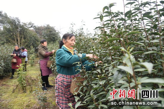 茶农们抢抓时节采摘新茶。龙婧 摄 茶农们抢抓时节采摘新茶。龙婧 摄