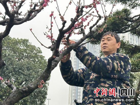 花匠正在修剪。王爵摄 花匠正在修剪。王爵摄