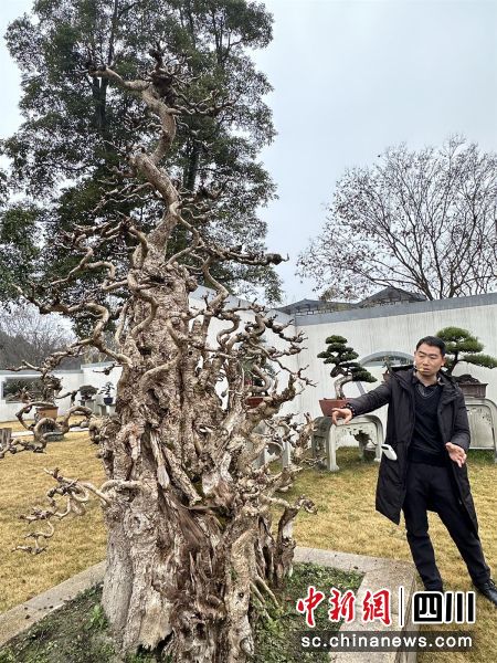 花匠盆栽作品。王爵摄 花匠盆栽作品。王爵摄
