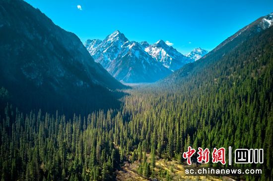 大熊猫国家公园王朗片区。 平武县委宣传部供图 大熊猫国家公园王朗片区。 平武县委宣传部供图
