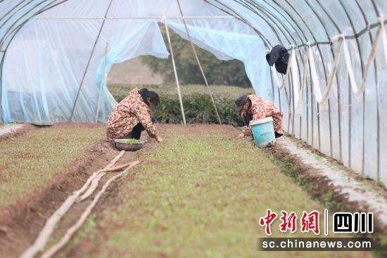 农户正在大棚里作业。杨晓川 摄 农户正在大棚里作业。杨晓川 摄